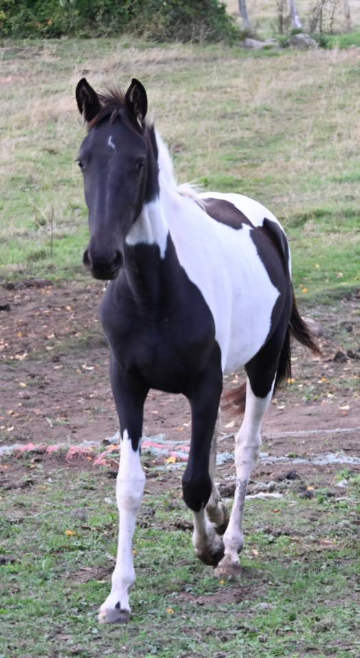 Filly No Origin Recorded For sale 2025 Coloured