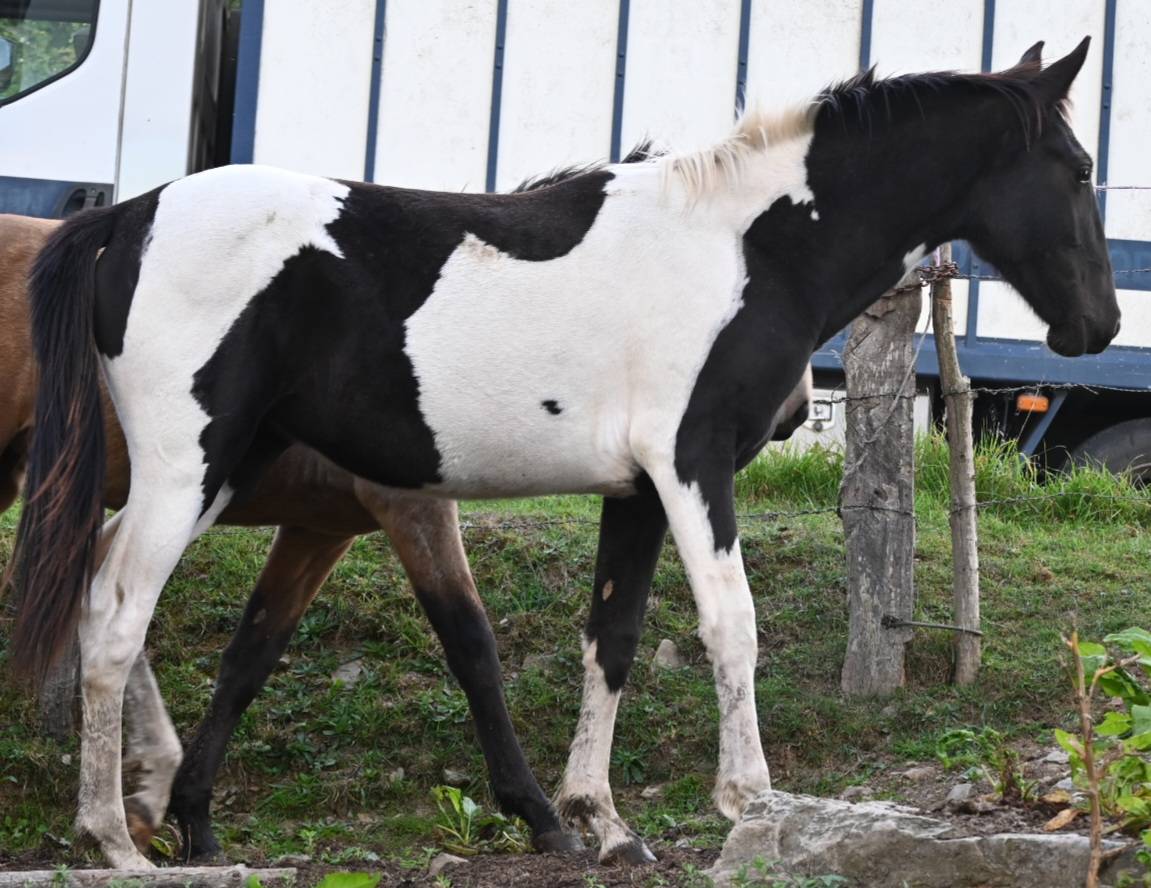 Filly No Origin Recorded For sale 2025 Coloured