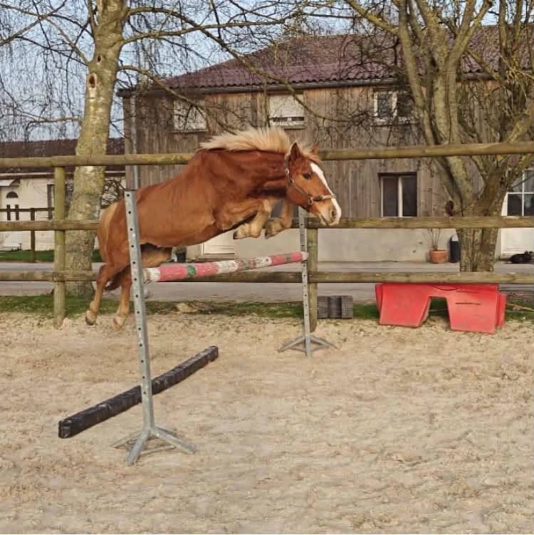 Gelding No Origin Recorded For sale 2019 Chesnut