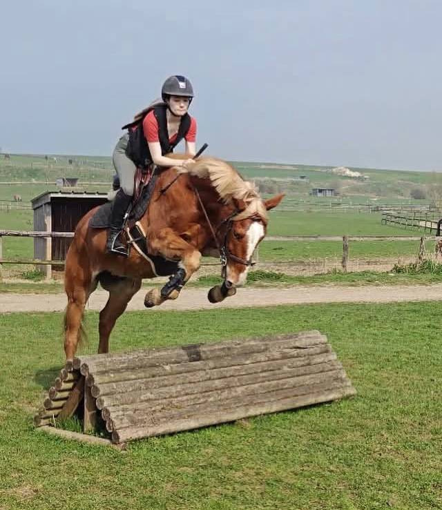 Gelding No Origin Recorded For sale 2019 Chesnut