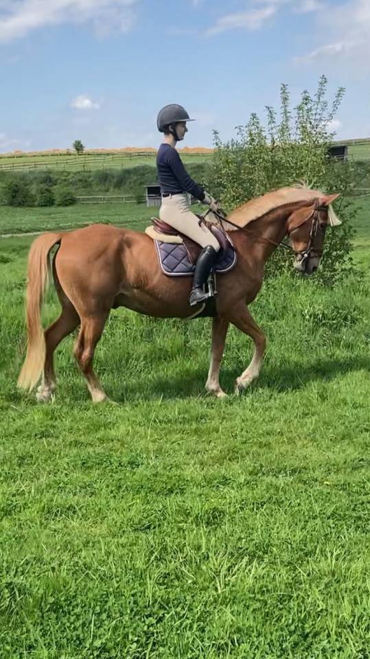 Gelding No Origin Recorded For sale 2019 Chesnut