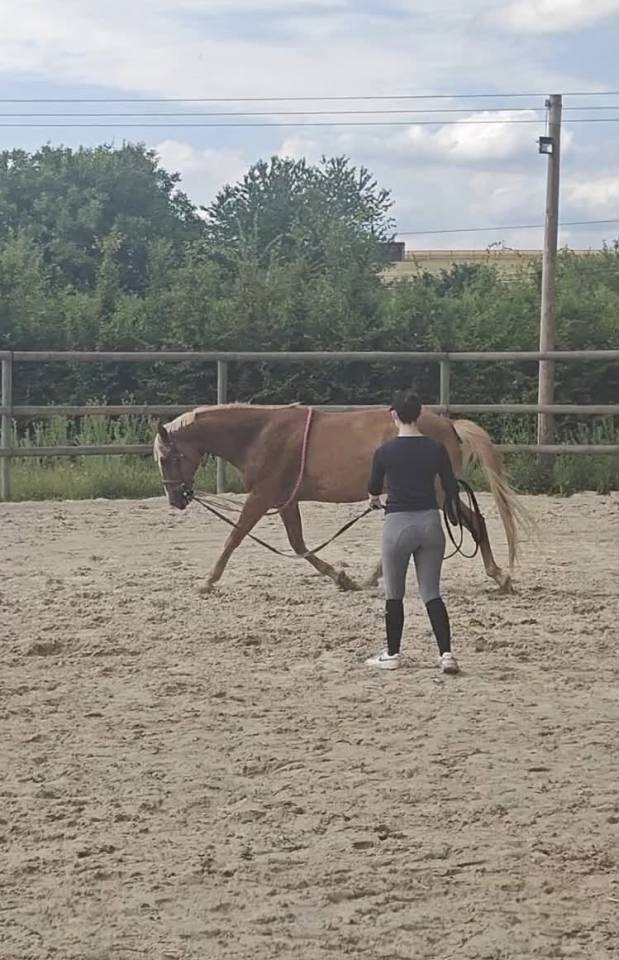 Gelding No Origin Recorded For sale 2019 Chesnut