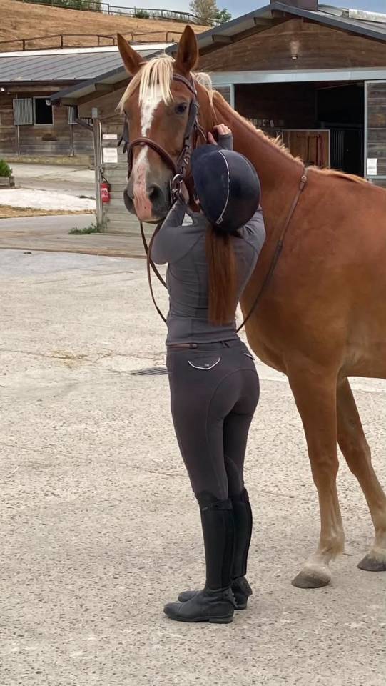 Gelding No Origin Recorded For sale 2019 Chesnut