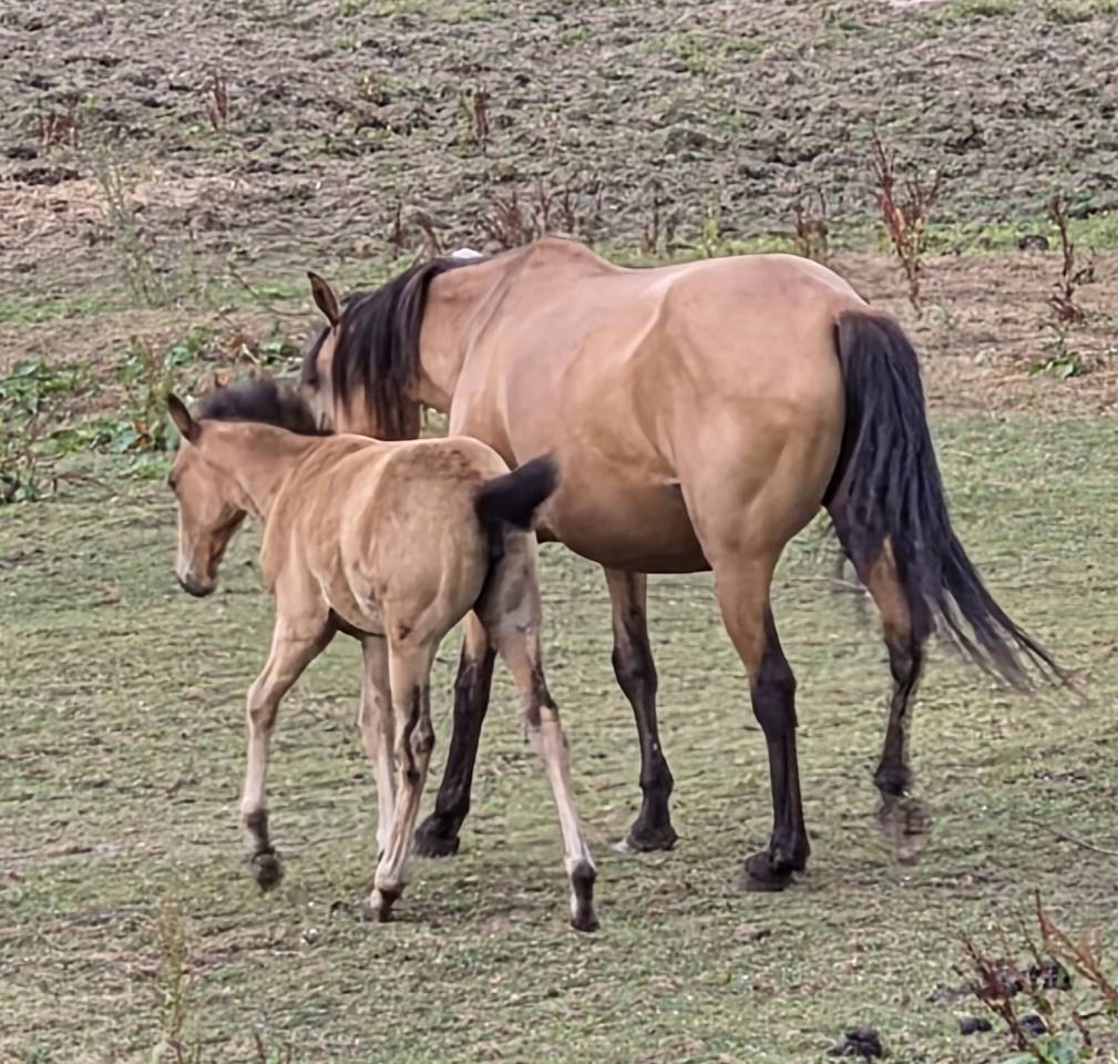 Filly Lusitano For sale 2026 Buckskin