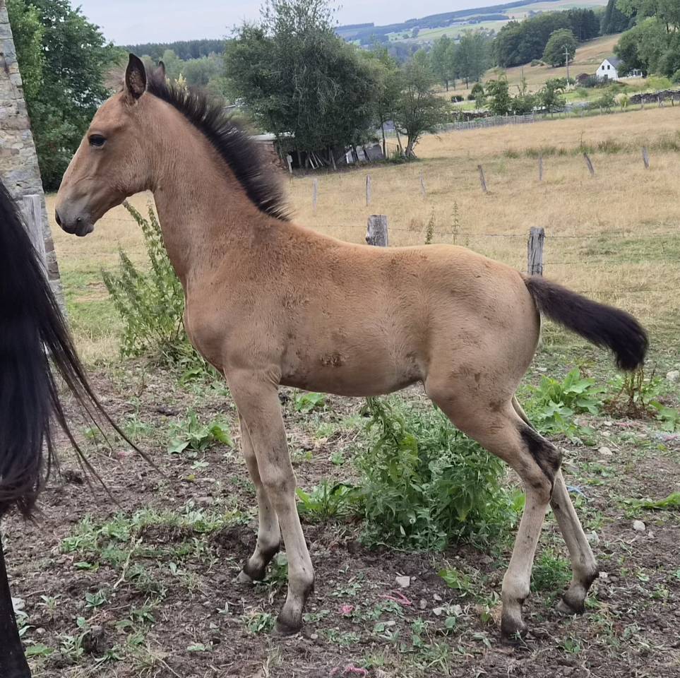 Filly Lusitano For sale 2026 Buckskin