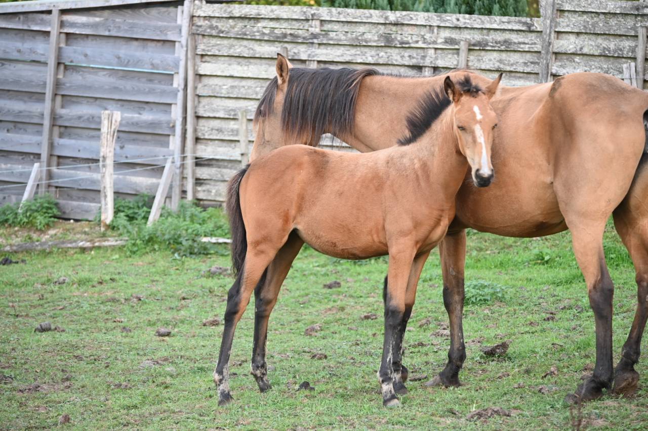 Filly Lusitano For sale 2026 Buckskin
