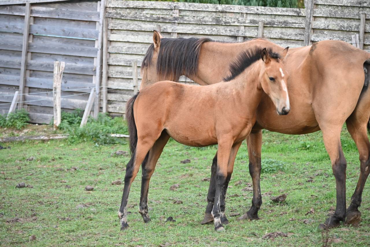 Filly Lusitano For sale 2026 Buckskin