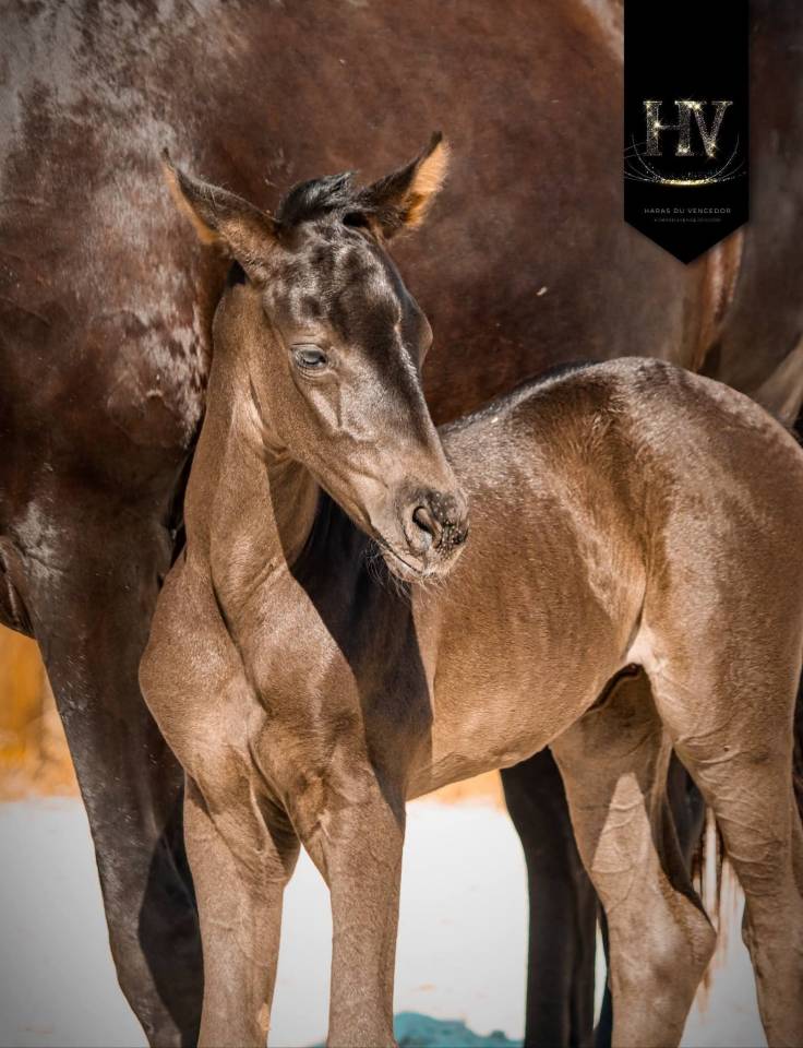 Filly KWPN Dutch Warmblood For sale 2026 Black