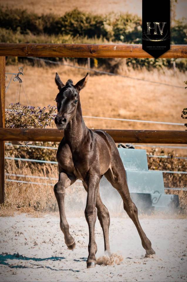 Filly KWPN Dutch Warmblood For sale 2026 Black