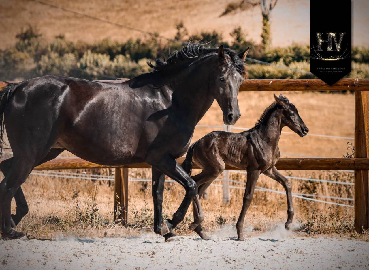 Filly KWPN Dutch Warmblood For sale 2026 Black