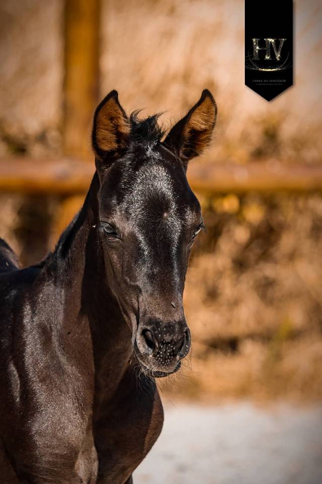 Filly KWPN Dutch Warmblood For sale 2026 Black