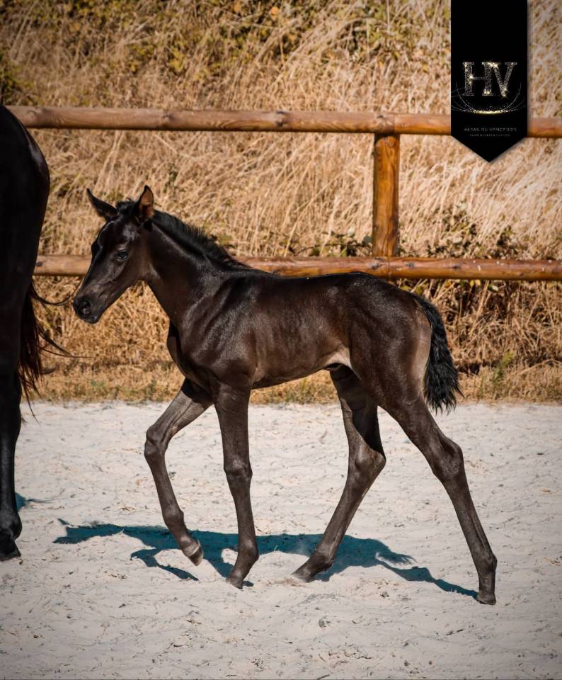 Filly KWPN Dutch Warmblood For sale 2026 Black