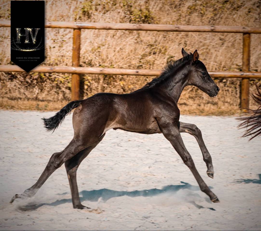 Filly KWPN Dutch Warmblood For sale 2026 Black