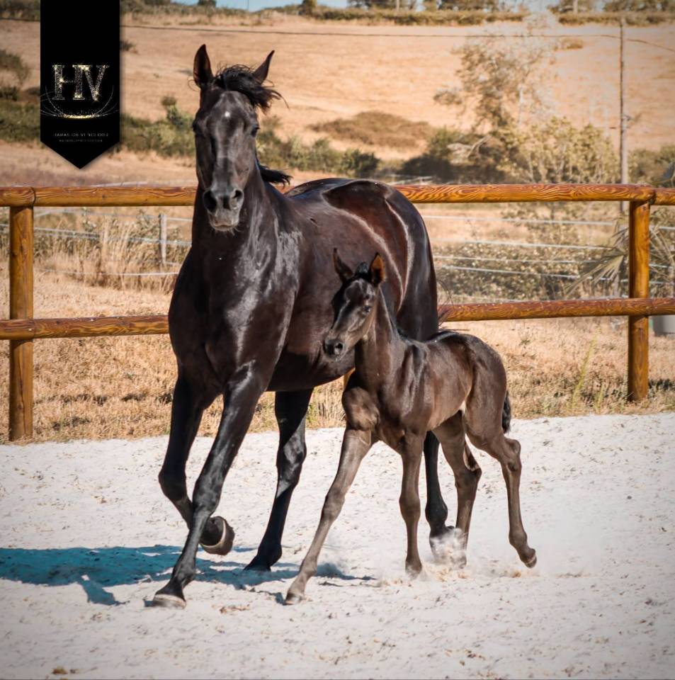 Filly KWPN Dutch Warmblood For sale 2026 Black