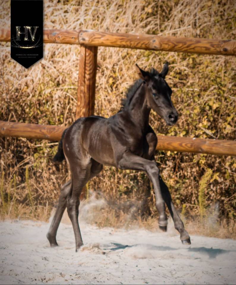 Filly KWPN Dutch Warmblood For sale 2026 Black