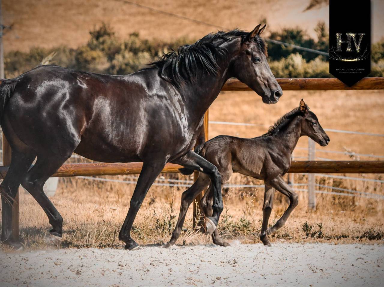 Filly KWPN Dutch Warmblood For sale 2026 Black