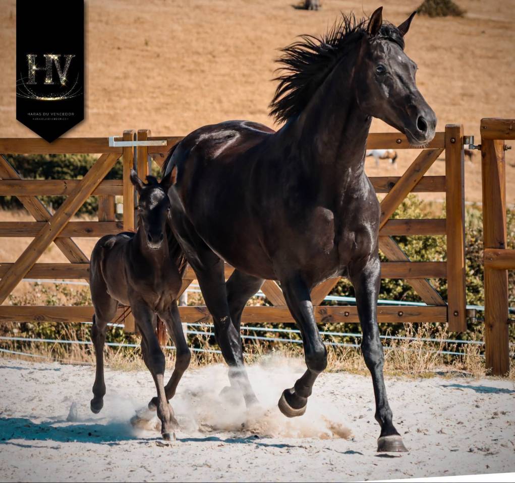 Filly KWPN Dutch Warmblood For sale 2026 Black