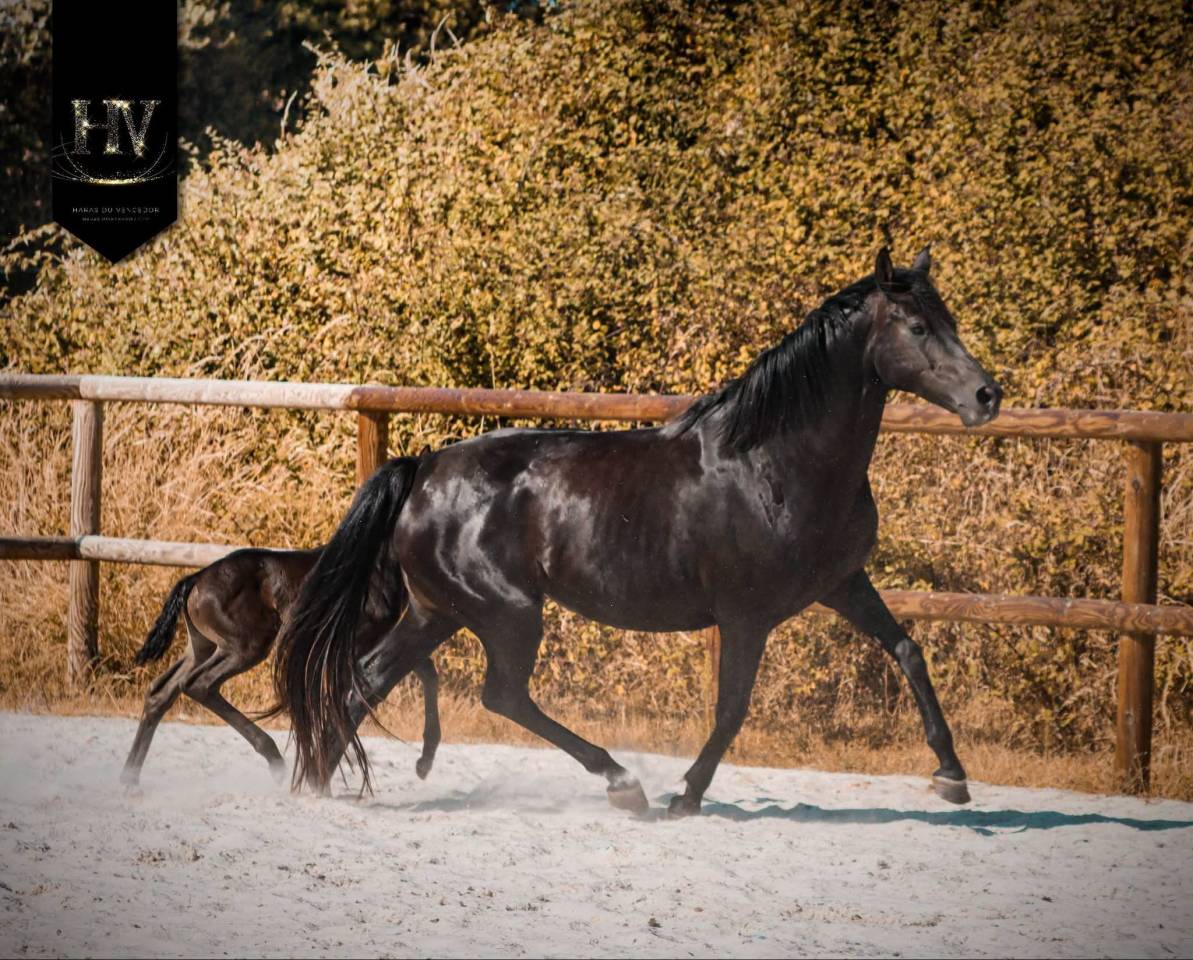 Filly KWPN Dutch Warmblood For sale 2026 Black