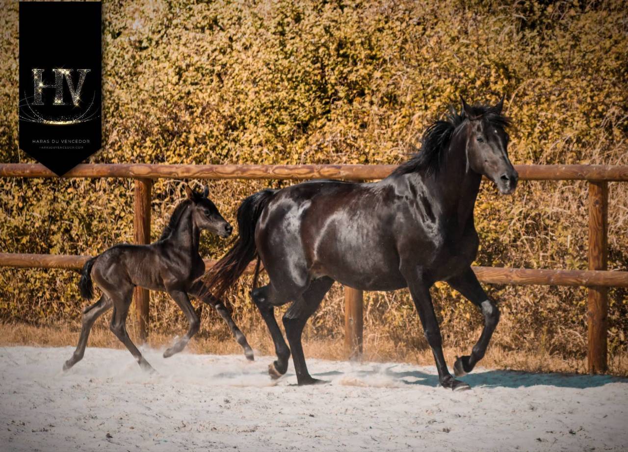 Filly KWPN Dutch Warmblood For sale 2026 Black