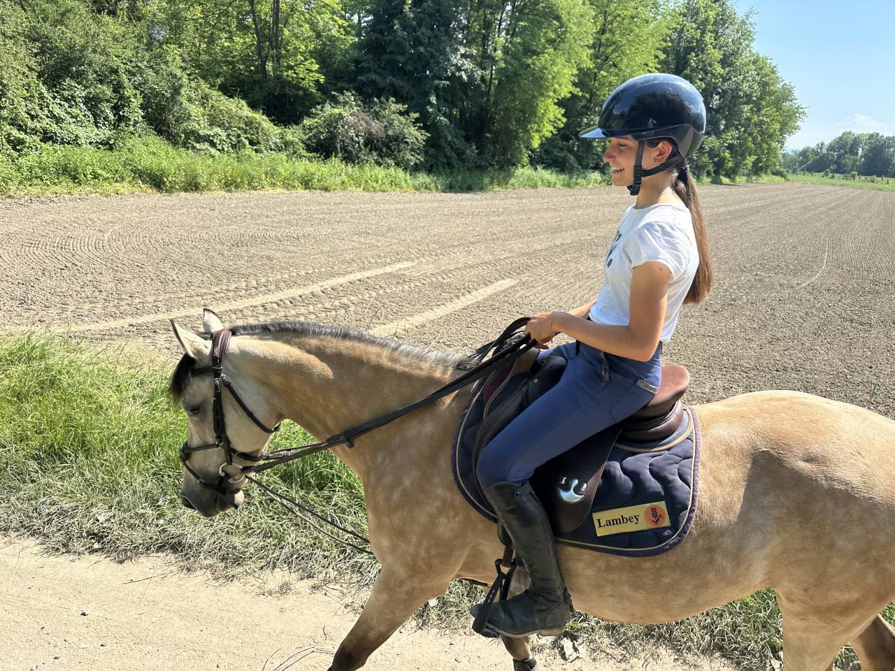 Mare French Saddle Pony For sale 2014 Buckskin