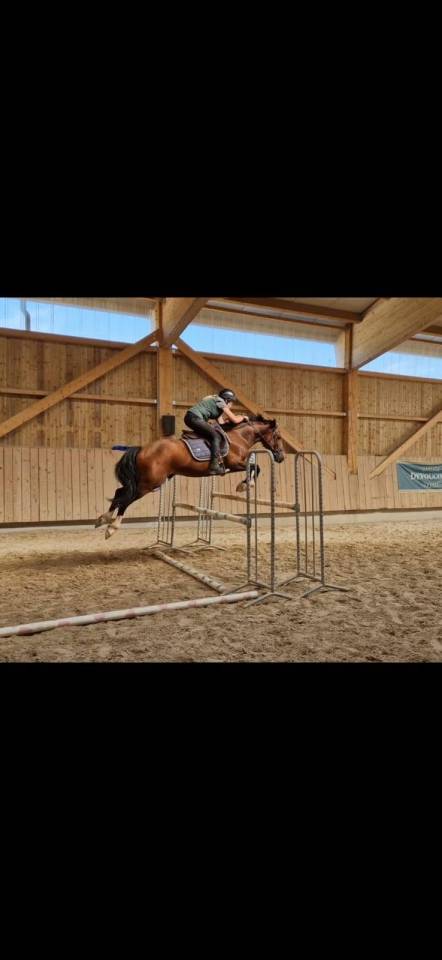 Stallion Welsh Part Bred For sale 2022 Bay