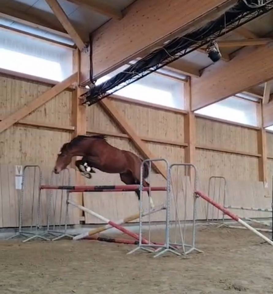 Stallion Welsh Part Bred For sale 2022 Bay