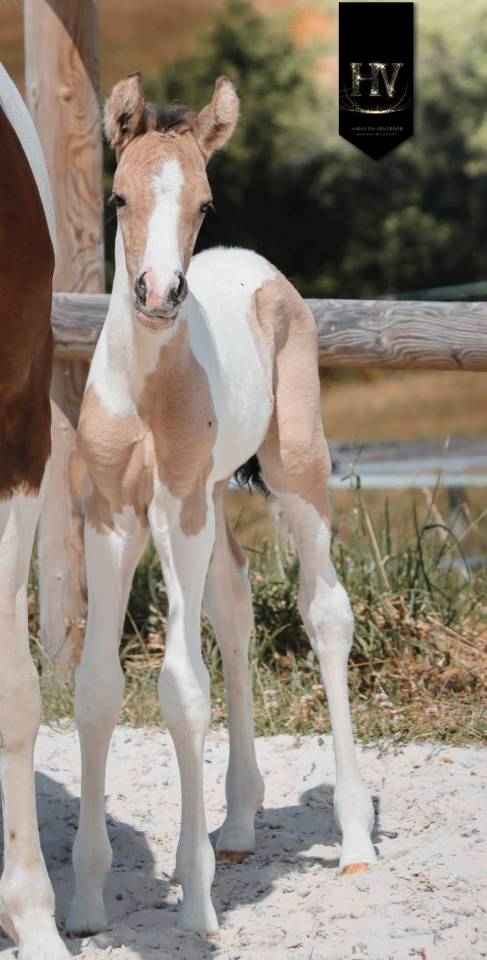 Colt KWPN Dutch Warmblood For sale 2026 Tobiano