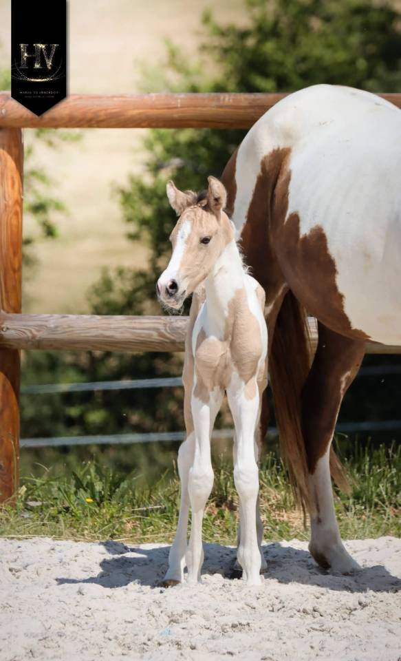 Colt KWPN Dutch Warmblood For sale 2026 Tobiano