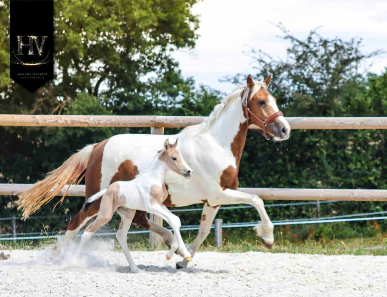 Colt KWPN Dutch Warmblood For sale 2026 Tobiano