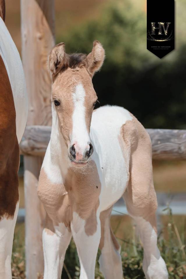 Colt KWPN Dutch Warmblood For sale 2026 Tobiano