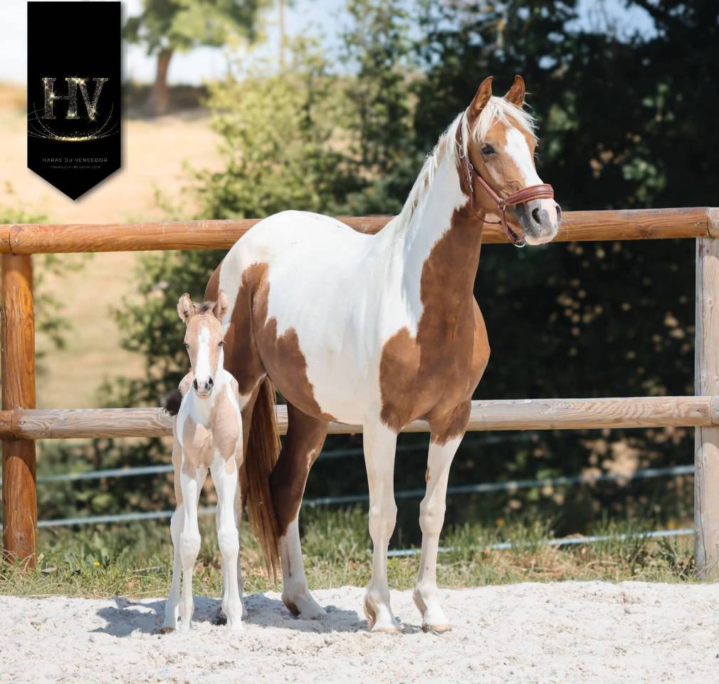 Colt KWPN Dutch Warmblood For sale 2026 Tobiano