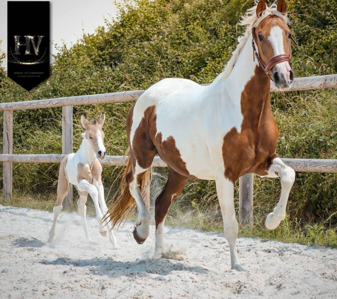 Colt KWPN Dutch Warmblood For sale 2026 Tobiano
