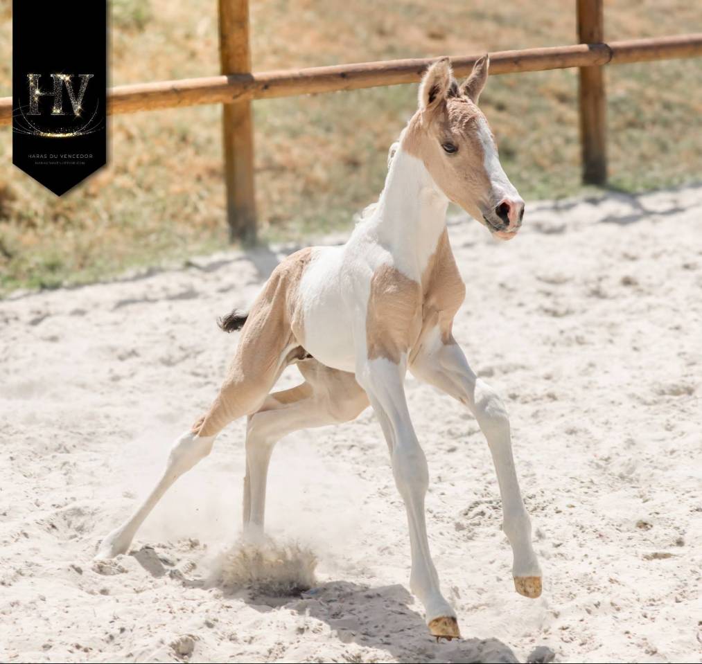 Colt KWPN Dutch Warmblood For sale 2026 Tobiano