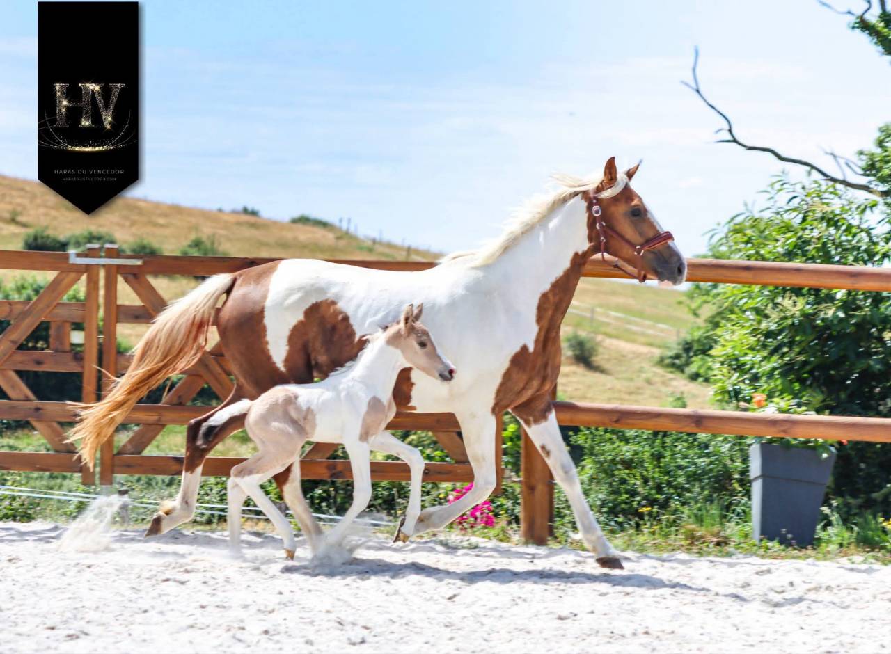 Colt KWPN Dutch Warmblood For sale 2026 Tobiano