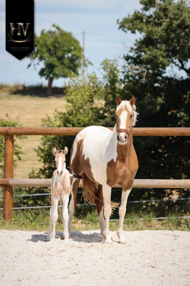 Colt KWPN Dutch Warmblood For sale 2026 Tobiano