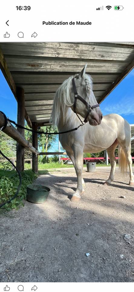 Gelding Spanish Norman  Part-Livery 2019 Cream
