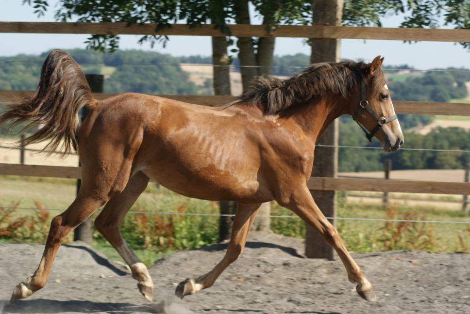 Mare French Saddle Pony For sale 2025 Liver chestnut