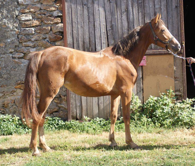 Mare French Saddle Pony For sale 2025 Liver chestnut