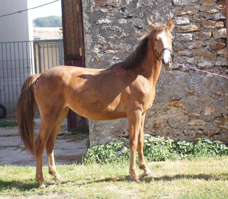 Mare French Saddle Pony For sale 2025 Liver chestnut