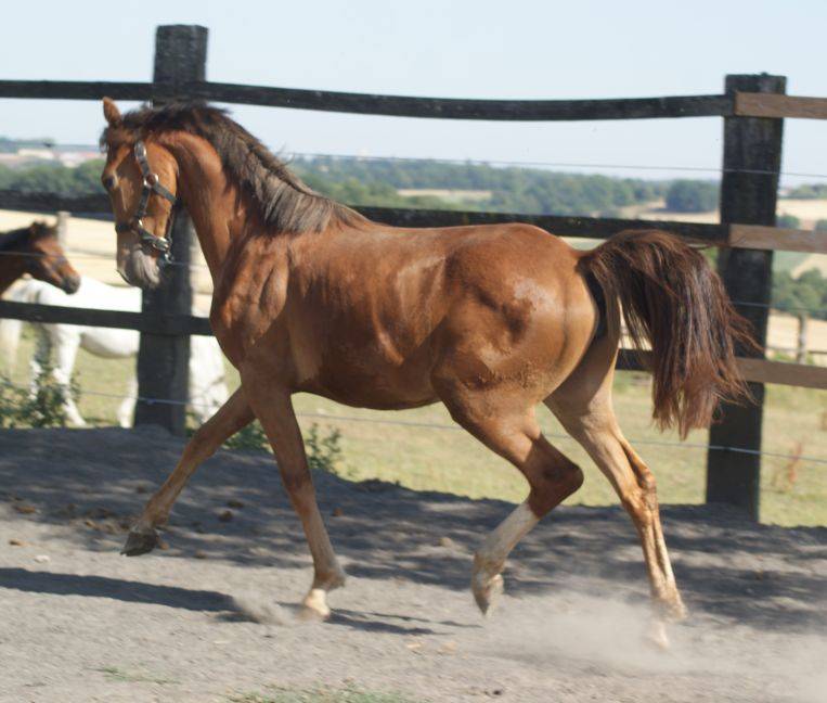 Mare French Saddle Pony For sale 2025 Liver chestnut