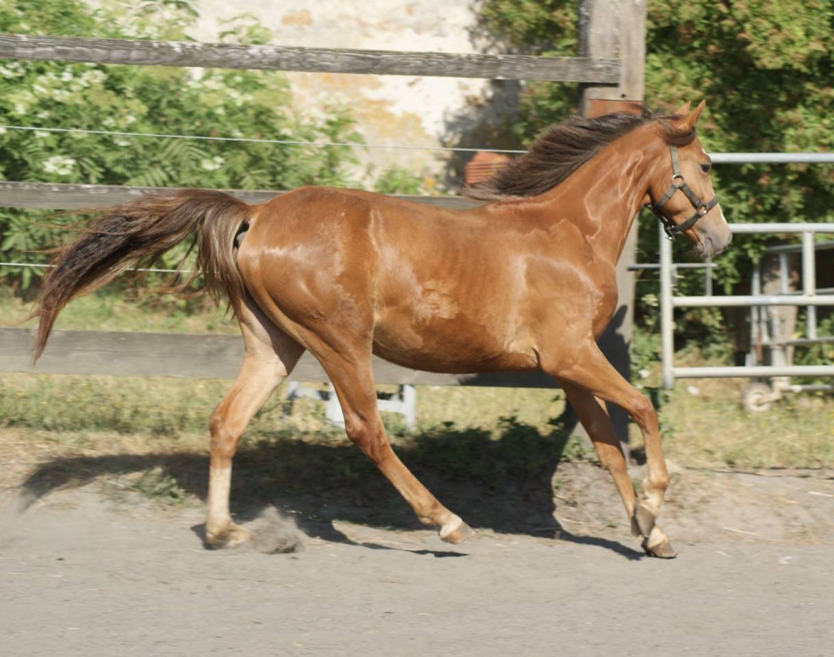 Mare French Saddle Pony For sale 2025 Liver chestnut