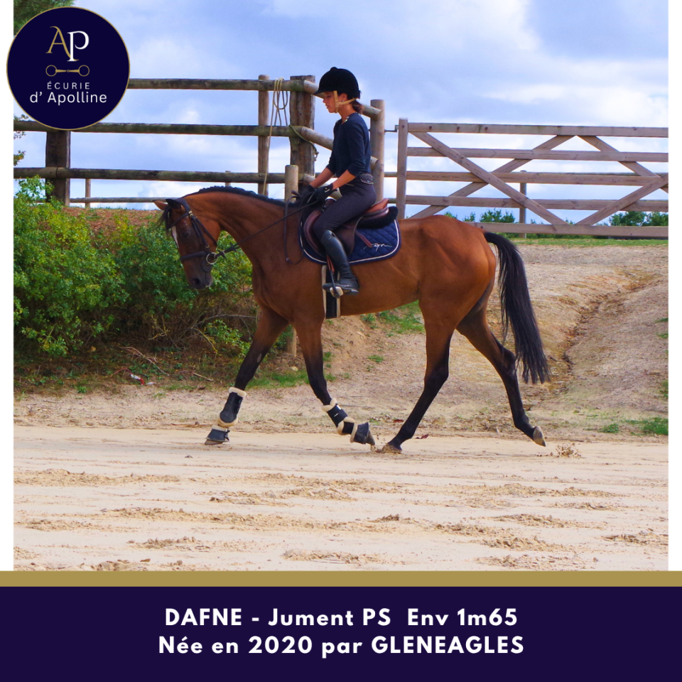 Mare Thoroughbred For sale 2020 Bay