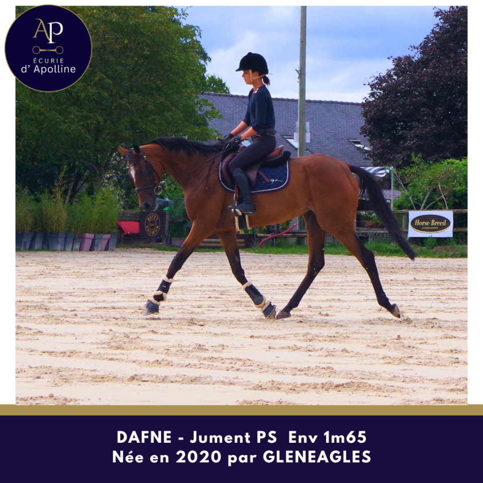 Mare Thoroughbred For sale 2020 Bay