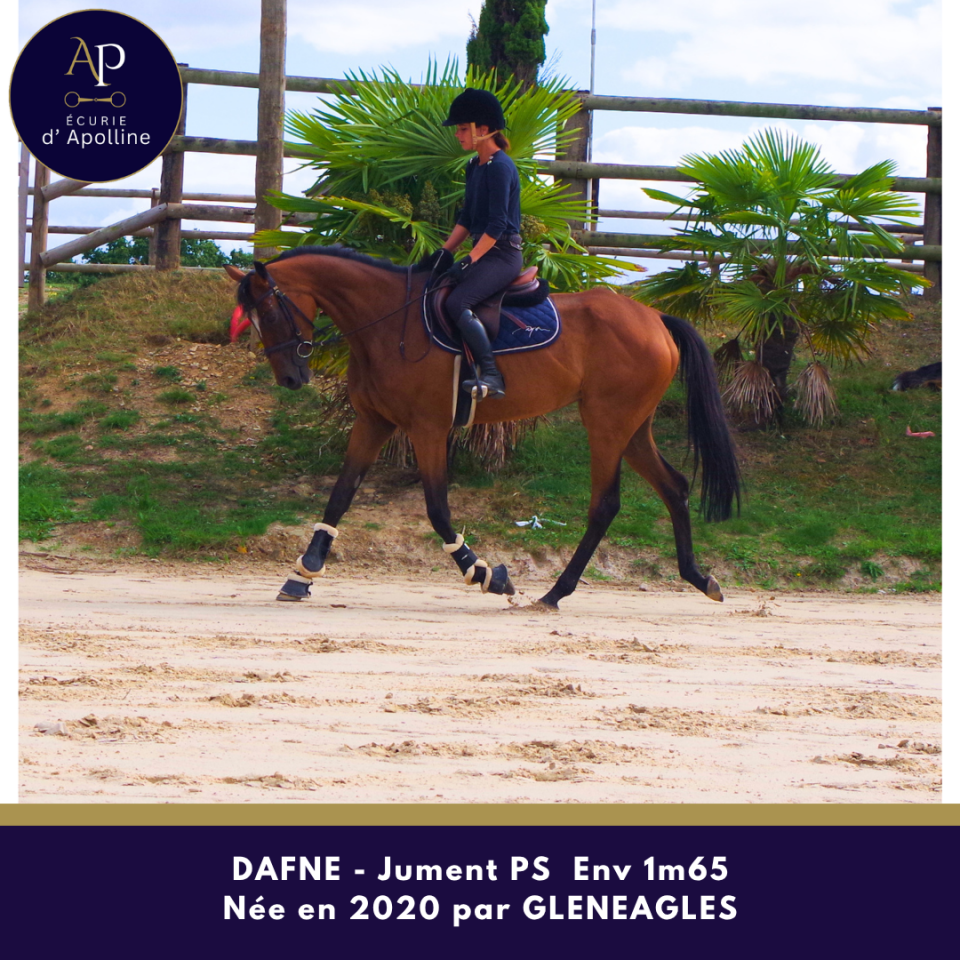 Mare Thoroughbred For sale 2020 Bay