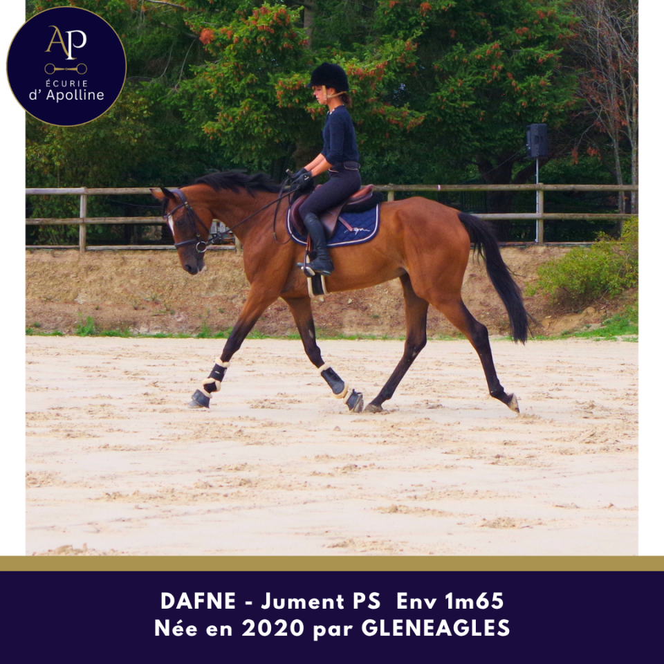 Mare Thoroughbred For sale 2020 Bay