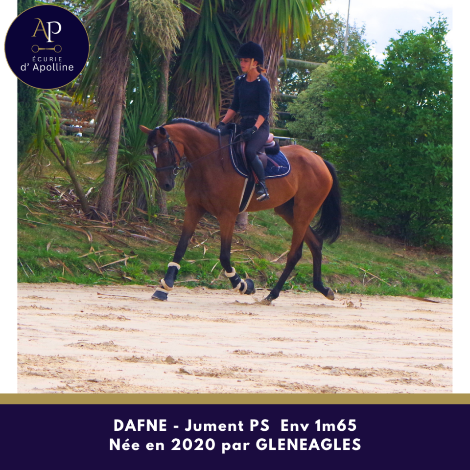 Mare Thoroughbred For sale 2020 Bay