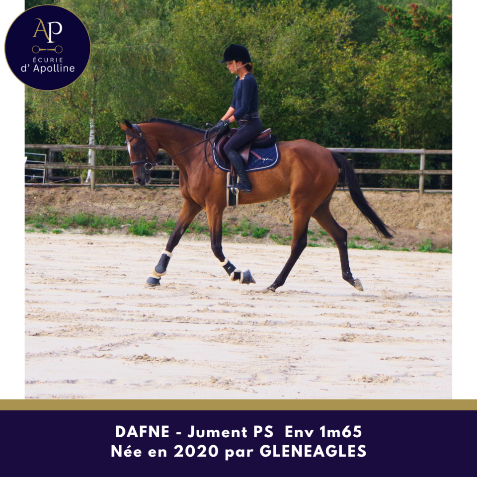 Mare Thoroughbred For sale 2020 Bay