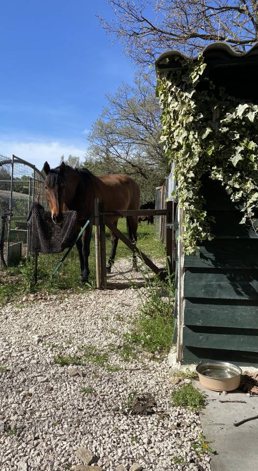 Mare English Thoroughbred For sale 2017 Bay
