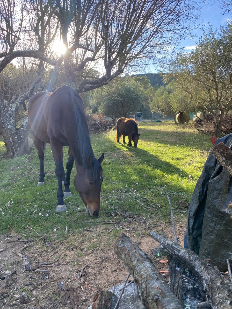 Mare English Thoroughbred For sale 2017 Bay