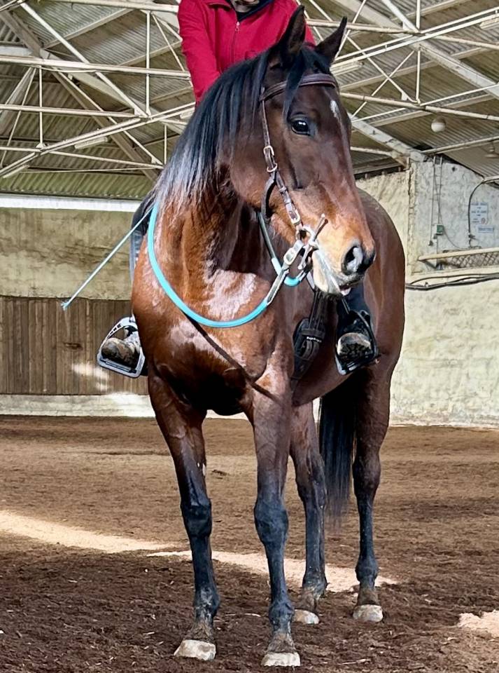 Mare English Thoroughbred For sale 2017 Bay